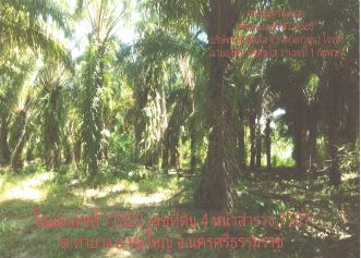 รูปที่ดินว่างเปล่า ท่ายาง ทุ่งใหญ่ นครศรีธรรมราช