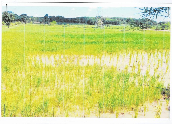 รูปที่ดินว่างเปล่า นาชุมแสง ทุ่งฝน อุดรธานี
