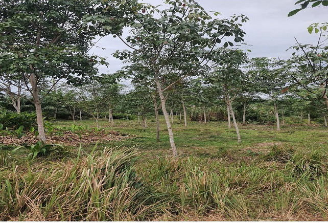 รูปที่ดินว่างเปล่า เขาวิเศษ วังวิเศษ ตรัง