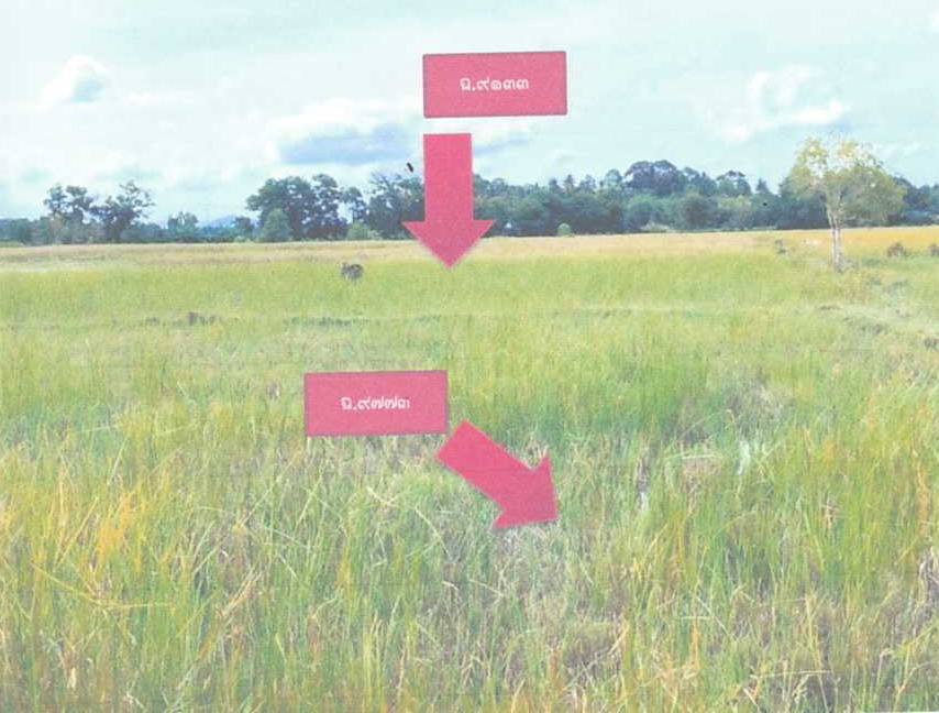 รูปที่ดินว่างเปล่า ไพรวัน ตากใบ นราธิวาส