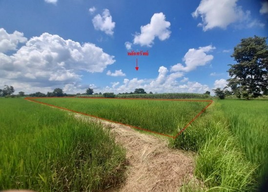รูปที่ดินว่างเปล่า กลันทา เมืองบุรีรัมย์ บุรีรัมย์