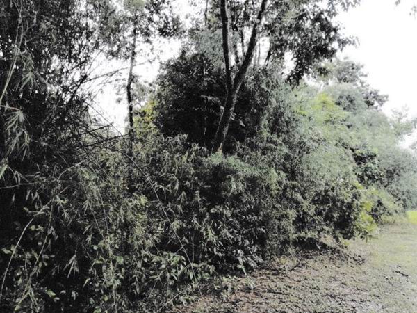 รูปที่ดินว่างเปล่า พนอม ท่าอุเทน นครพนม