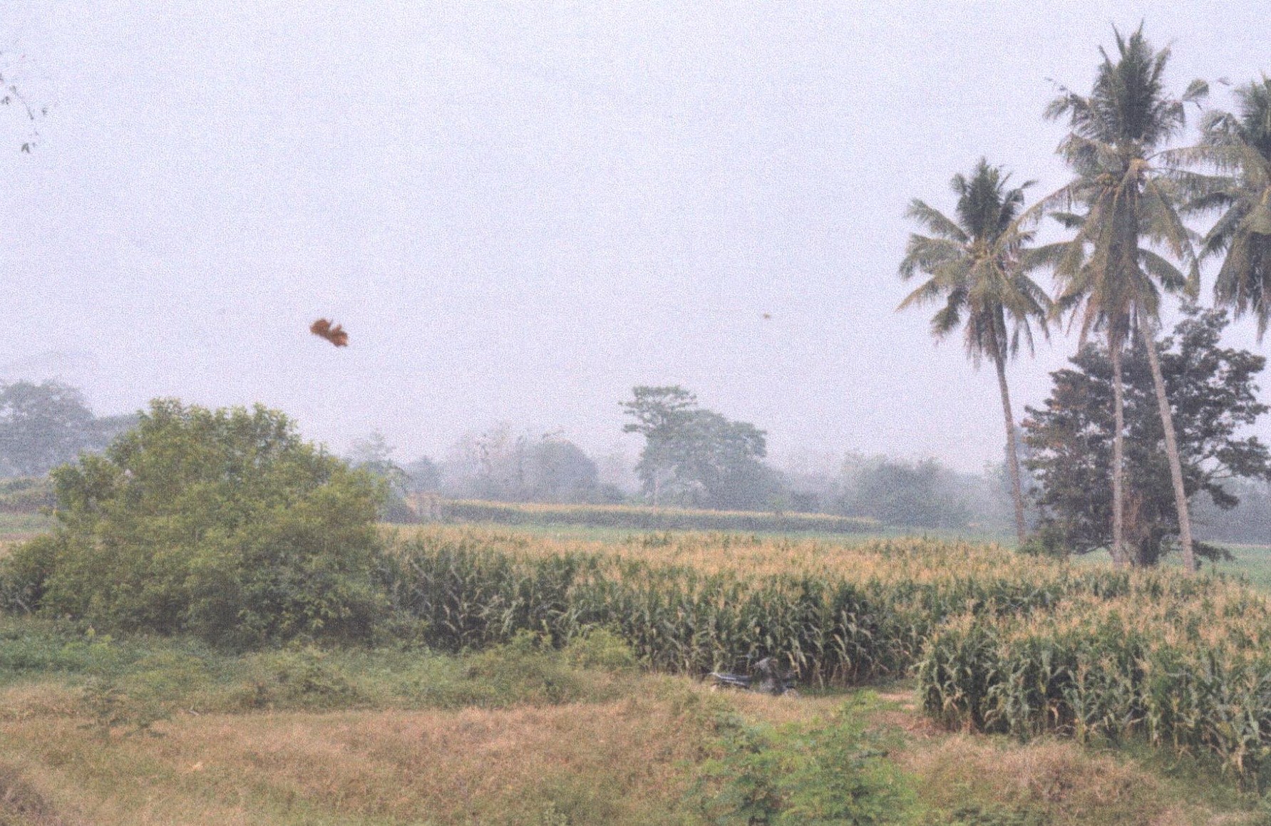 รูปที่ดินว่างเปล่า ทุ่งกวาว เมืองแพร่ แพร่