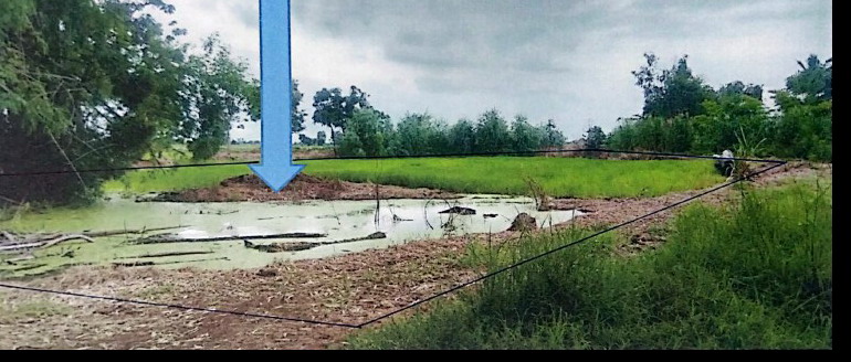 รูปที่ดินว่างเปล่า วังตะกู บางมูลนาก พิจิตร