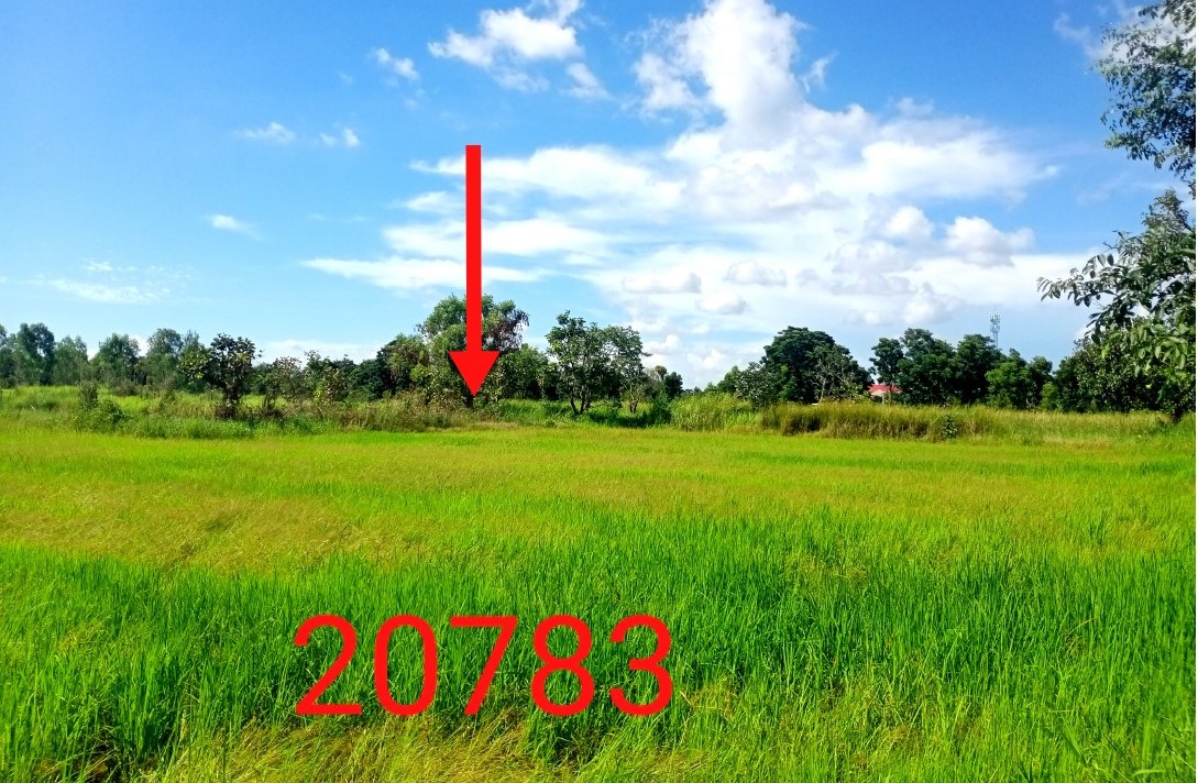 รูปที่ดินว่างเปล่า หนองพยอม ตะพานหิน พิจิตร