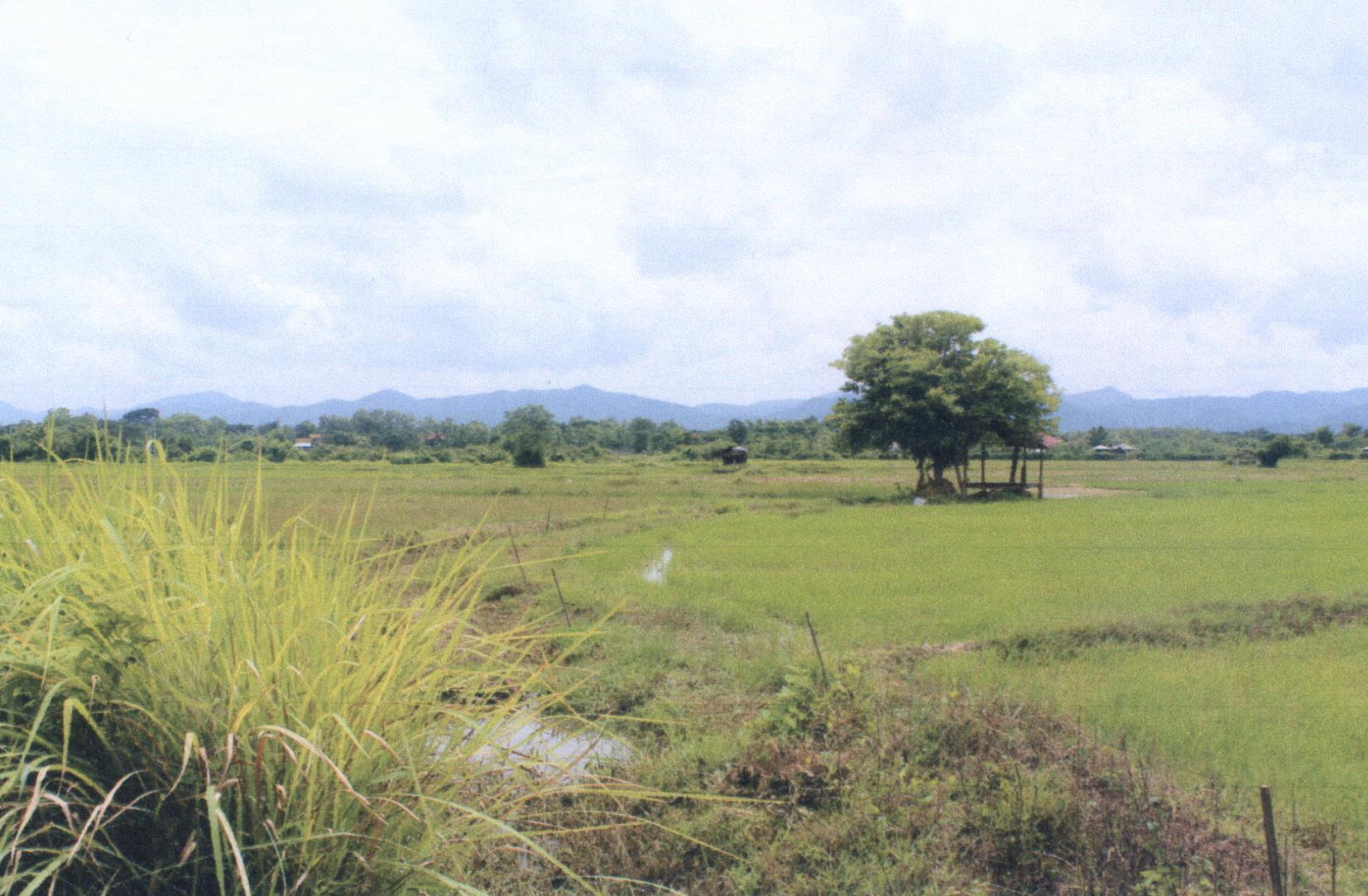 รูปที่ดินว่างเปล่า ทุ่งกวาว เมืองแพร่ แพร่