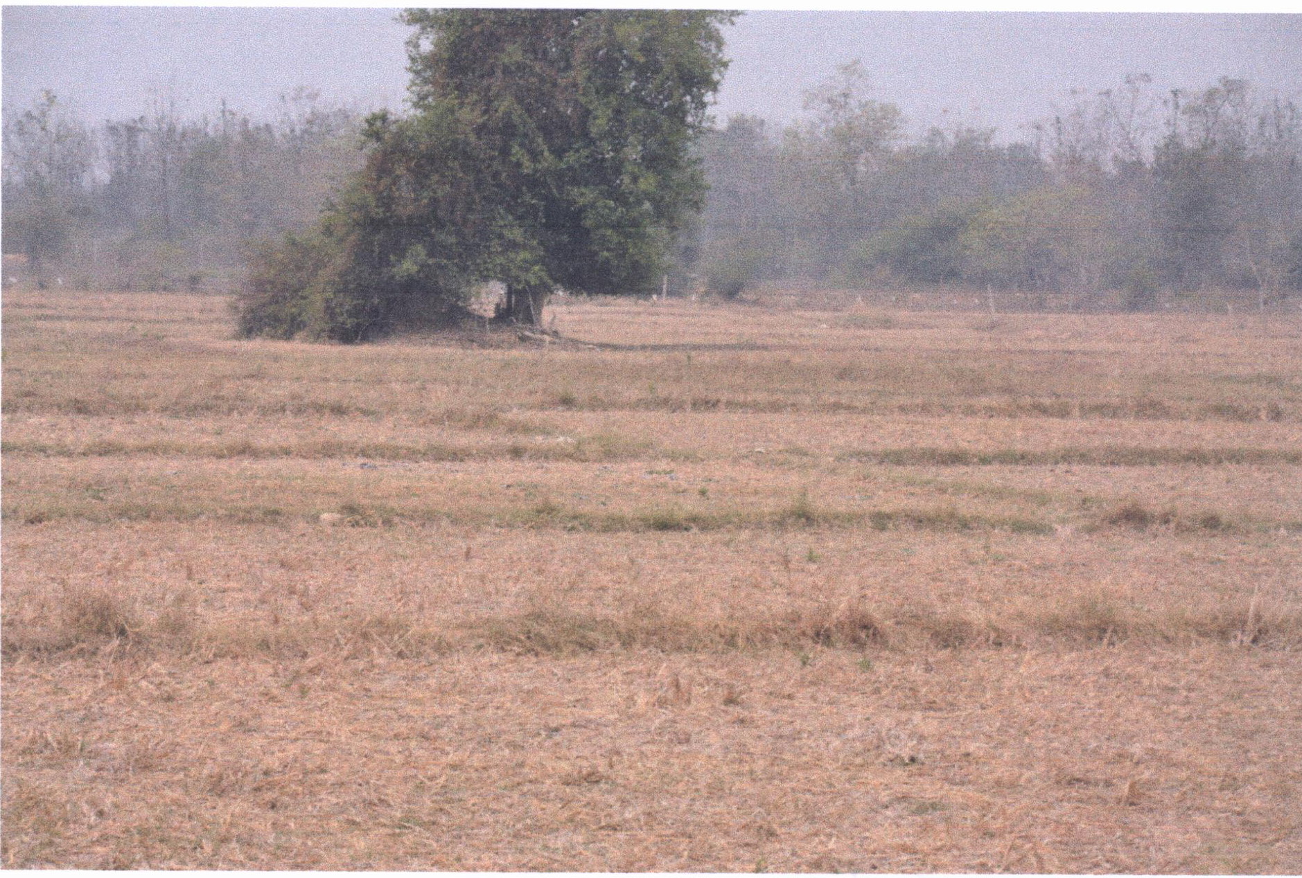 รูปที่ดินว่างเปล่า เหมืองหม้อ เมืองแพร่ แพร่