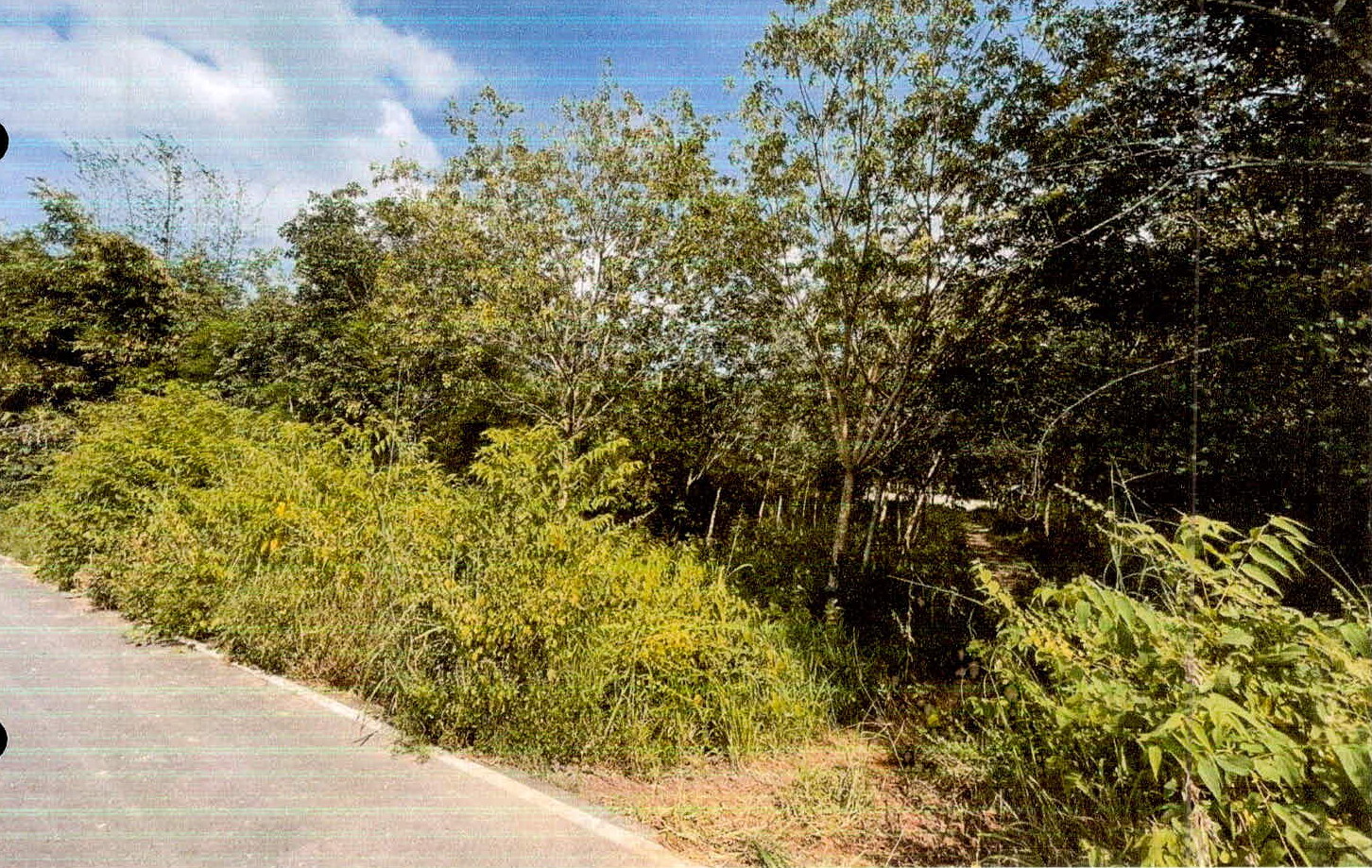รูปที่ดินว่างเปล่า หนองแวง กันทรารมย์ ศรีสะเกษ