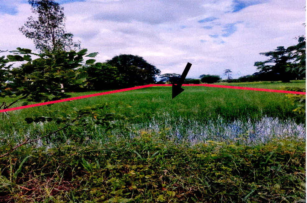 รูปที่ดินว่างเปล่า หนองบัว กันทรารมย์ ศรีสะเกษ