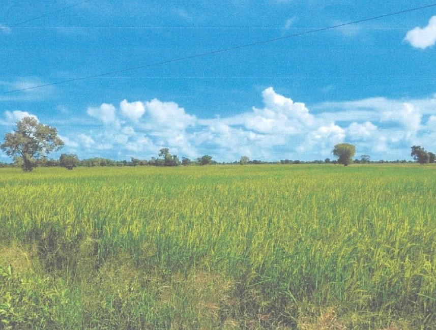 รูปที่ดินว่างเปล่า ลำคอหงษ์ โนนสูง นครราชสีมา