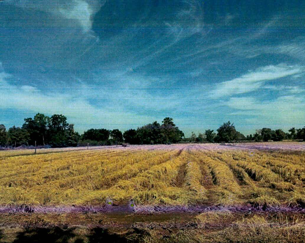รูปที่ดินว่างเปล่า เพี้ยราม เมืองสุรินทร์ สุรินทร์