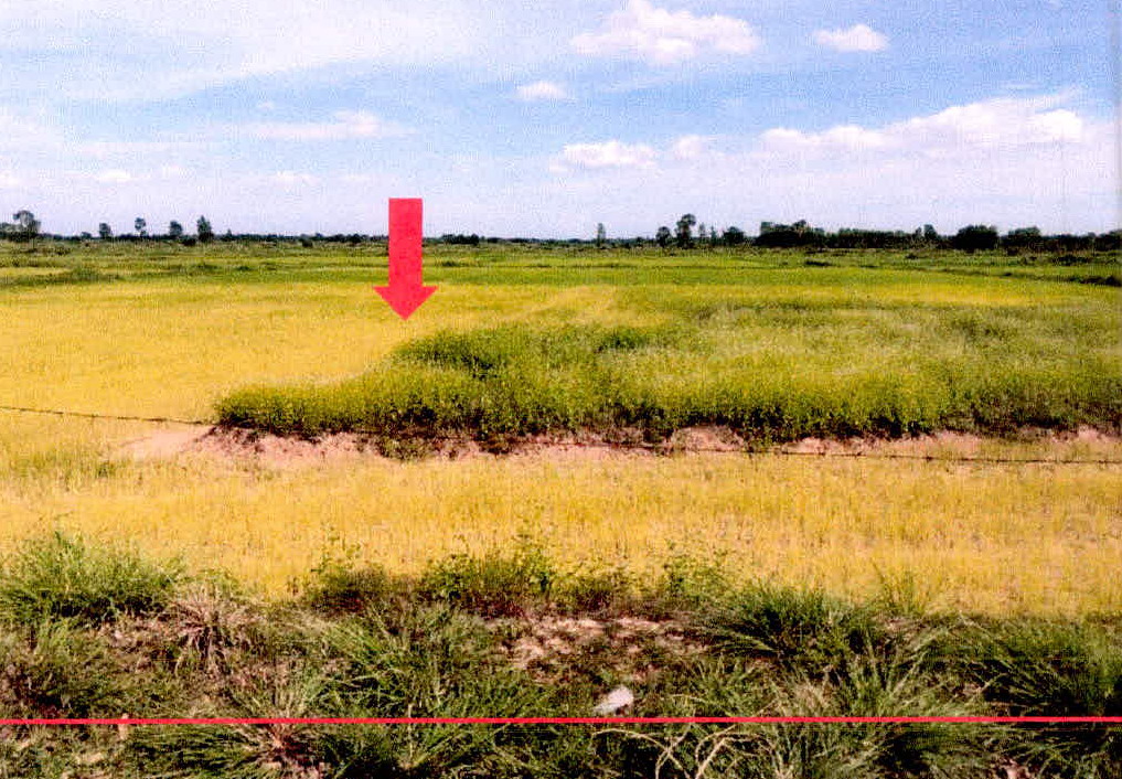 รูปที่ดินว่างเปล่า บัวหุ่ง ราษีไศล ศรีสะเกษ