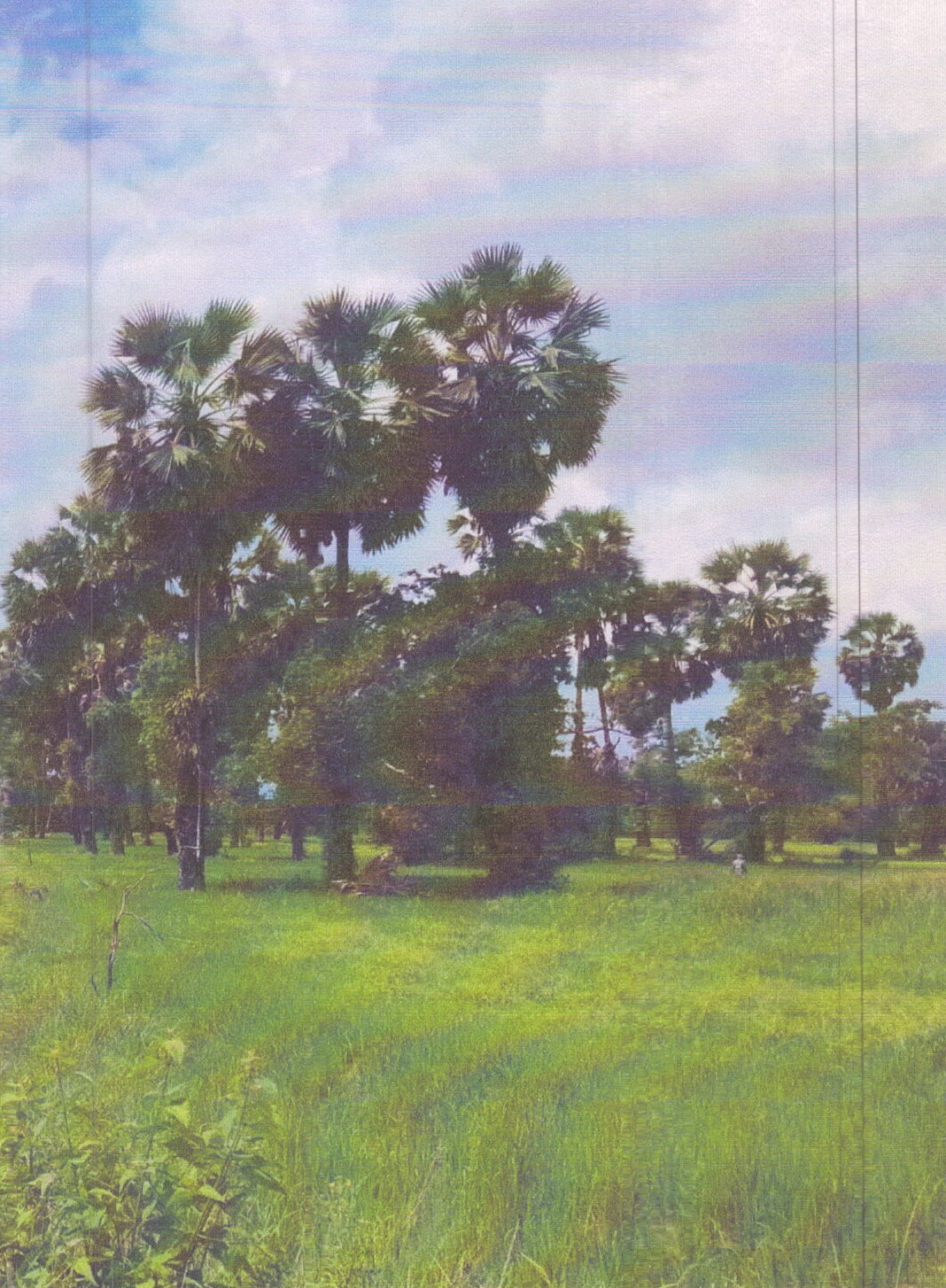 รูปที่ดินว่างเปล่า บางเขียด สิงหนคร สงขลา