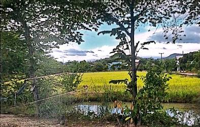 รูปที่ดินว่างเปล่า ดินจี่ คำม่วง กาฬสินธุ์