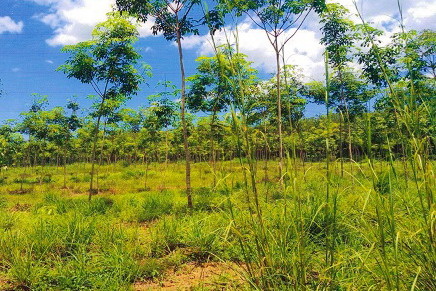 รูปที่ดินว่างเปล่า สุโสะ ปะเหลียน ตรัง
