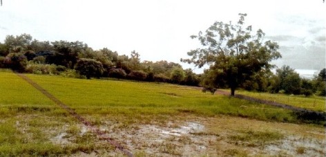รูปที่ดินว่างเปล่า ชุมเห็ด เมืองบุรีรัมย์ บุรีรัมย์