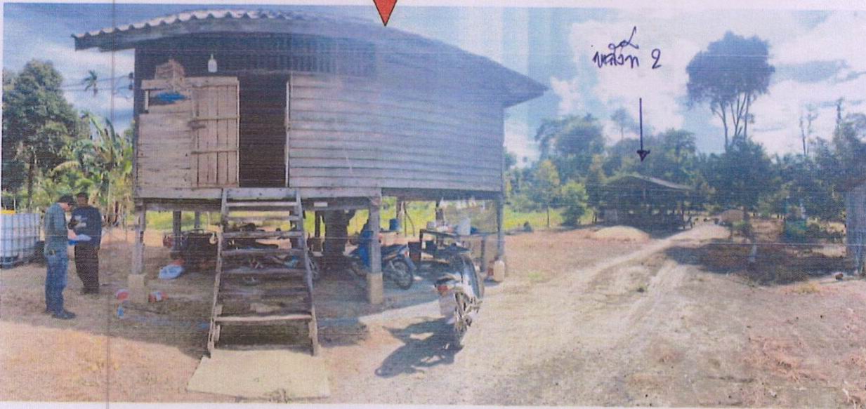 รูปที่ดินพร้อมสิ่งปลูกสร้าง กรูด กาญจนดิษฐ์ สุราษฎร์ธานี