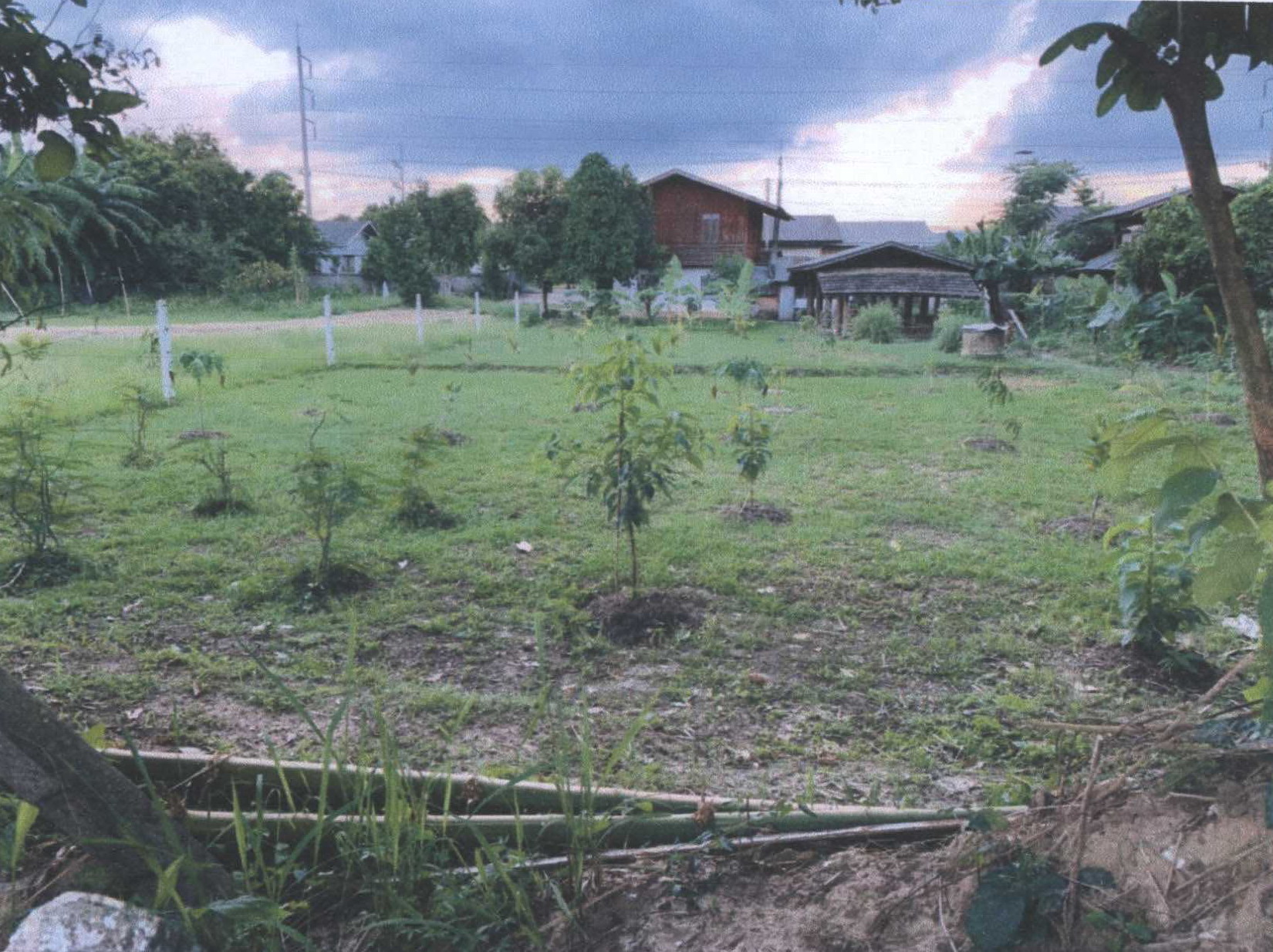 รูปที่ดินว่างเปล่า ป่างิ้ว เวียงป่าเป้า เชียงราย