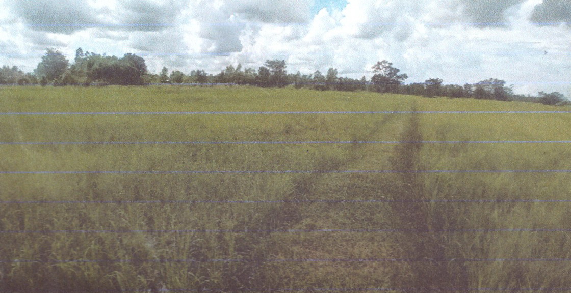 รูปที่ดินว่างเปล่า ศรีสุข กันทรวิชัย มหาสารคาม