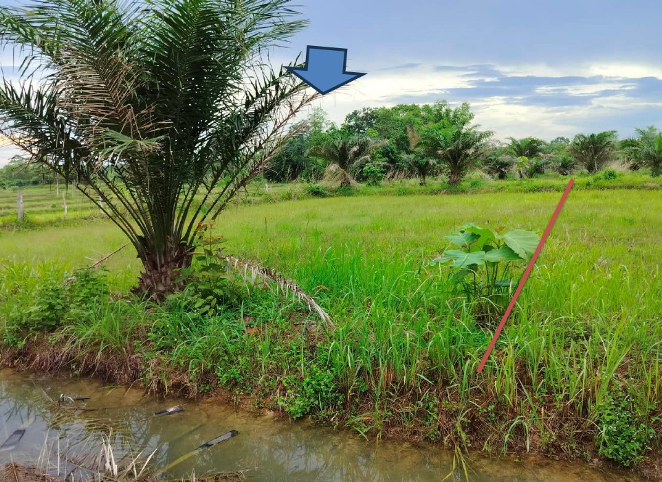 รูปที่ดินว่างเปล่า บะหว้า อากาศอำนวย สกลนคร