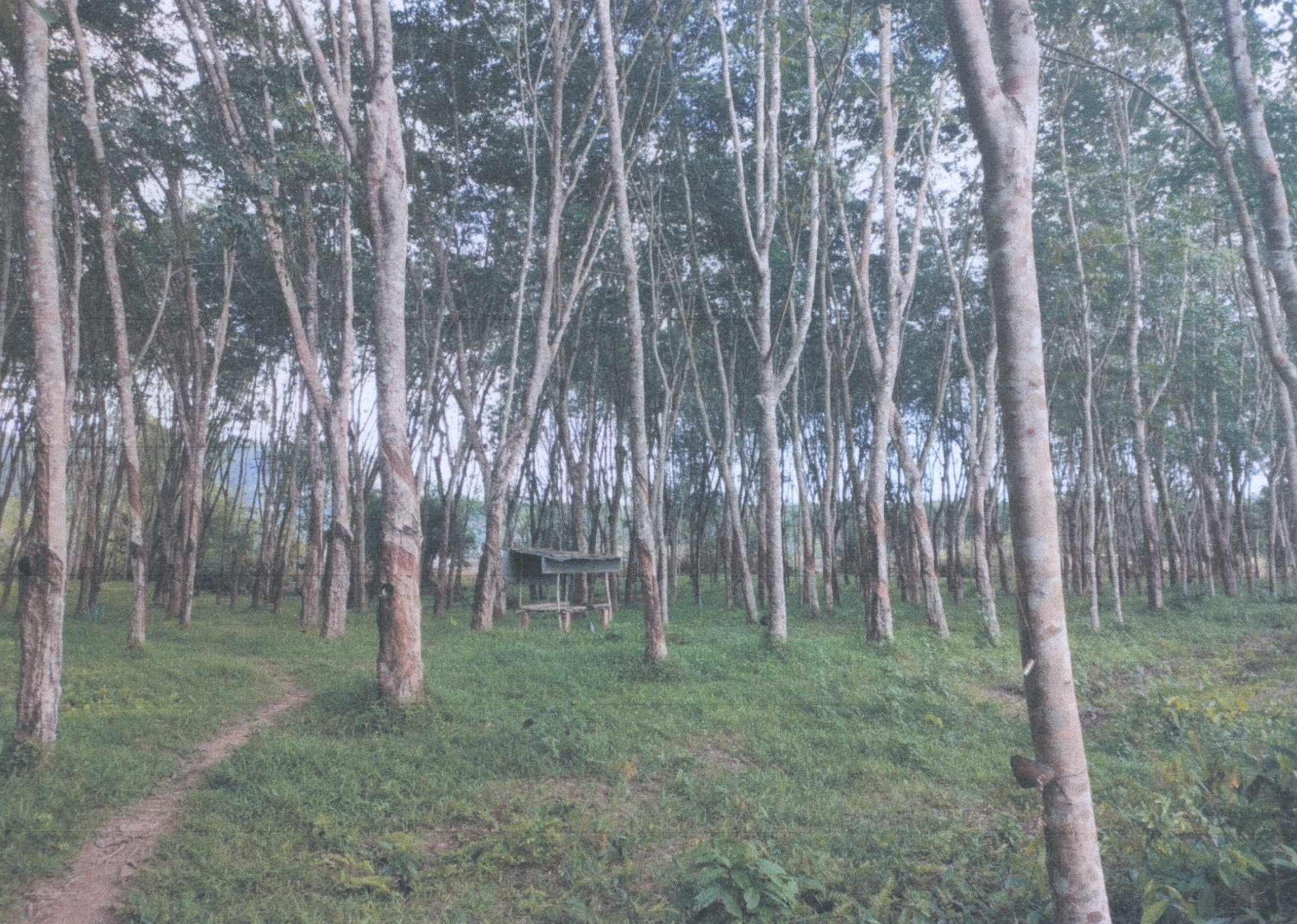 รูปที่ดินว่างเปล่า นาไม้ไผ่ ทุ่งสง นครศรีธรรมราช