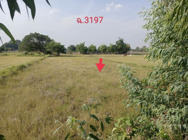 รูปที่ดินว่างเปล่า เหล่าอ้อย ร่องคำ กาฬสินธุ์