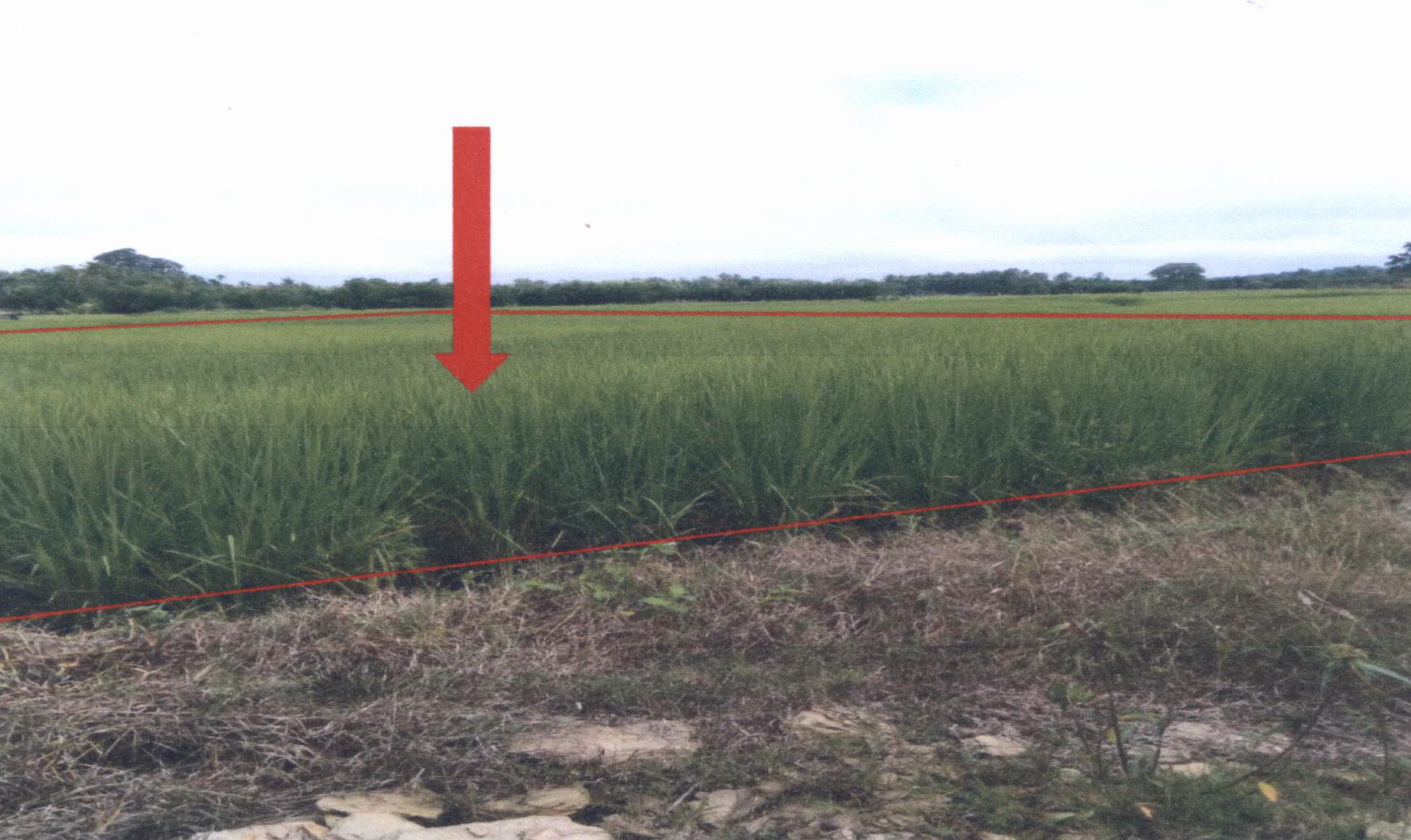 รูปที่ดินว่างเปล่า ช่อแฮ เมืองแพร่ แพร่