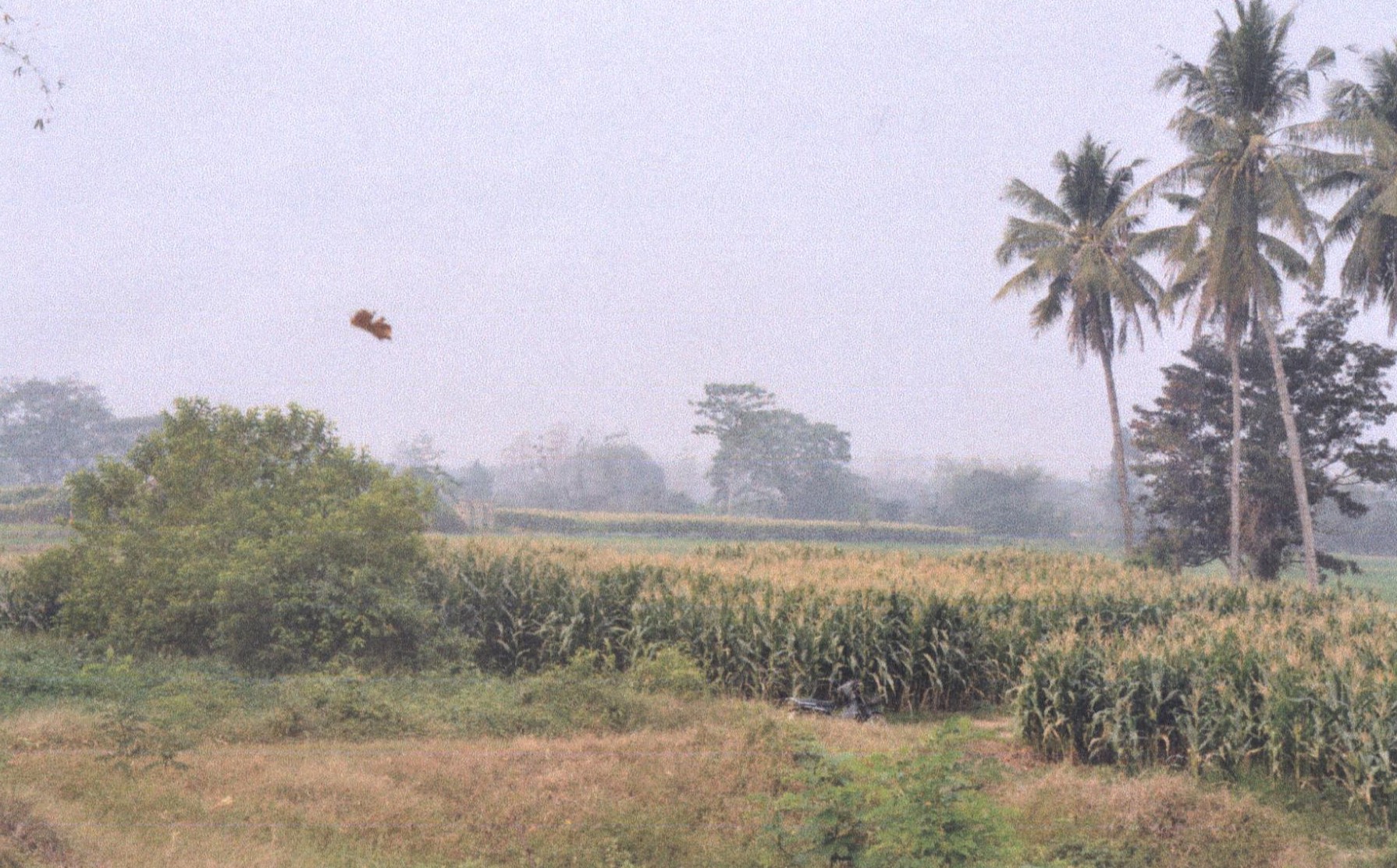 รูปที่ดินว่างเปล่า ทุ่งกวาว เมืองแพร่ แพร่