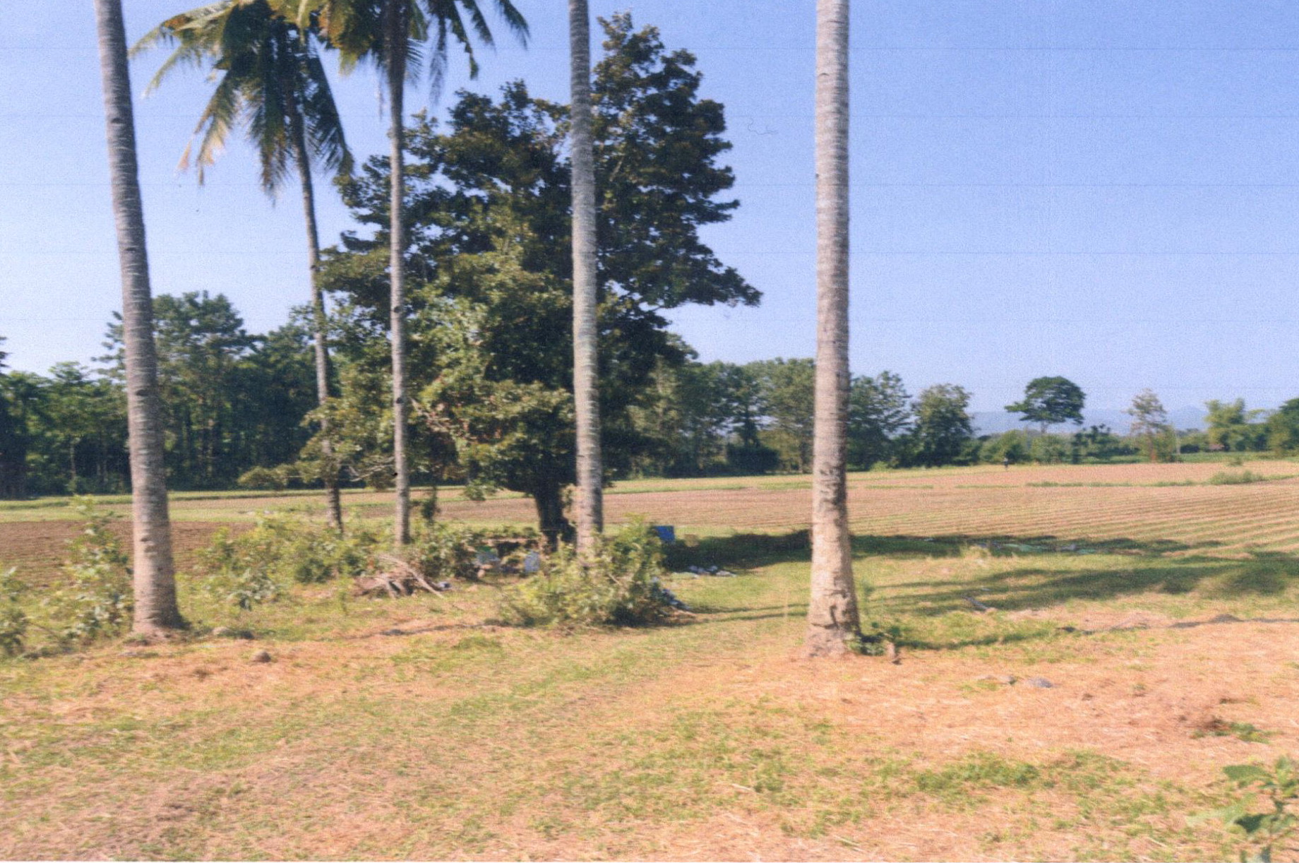 รูปที่ดินว่างเปล่า ทุ่งกวาว เมืองแพร่ แพร่