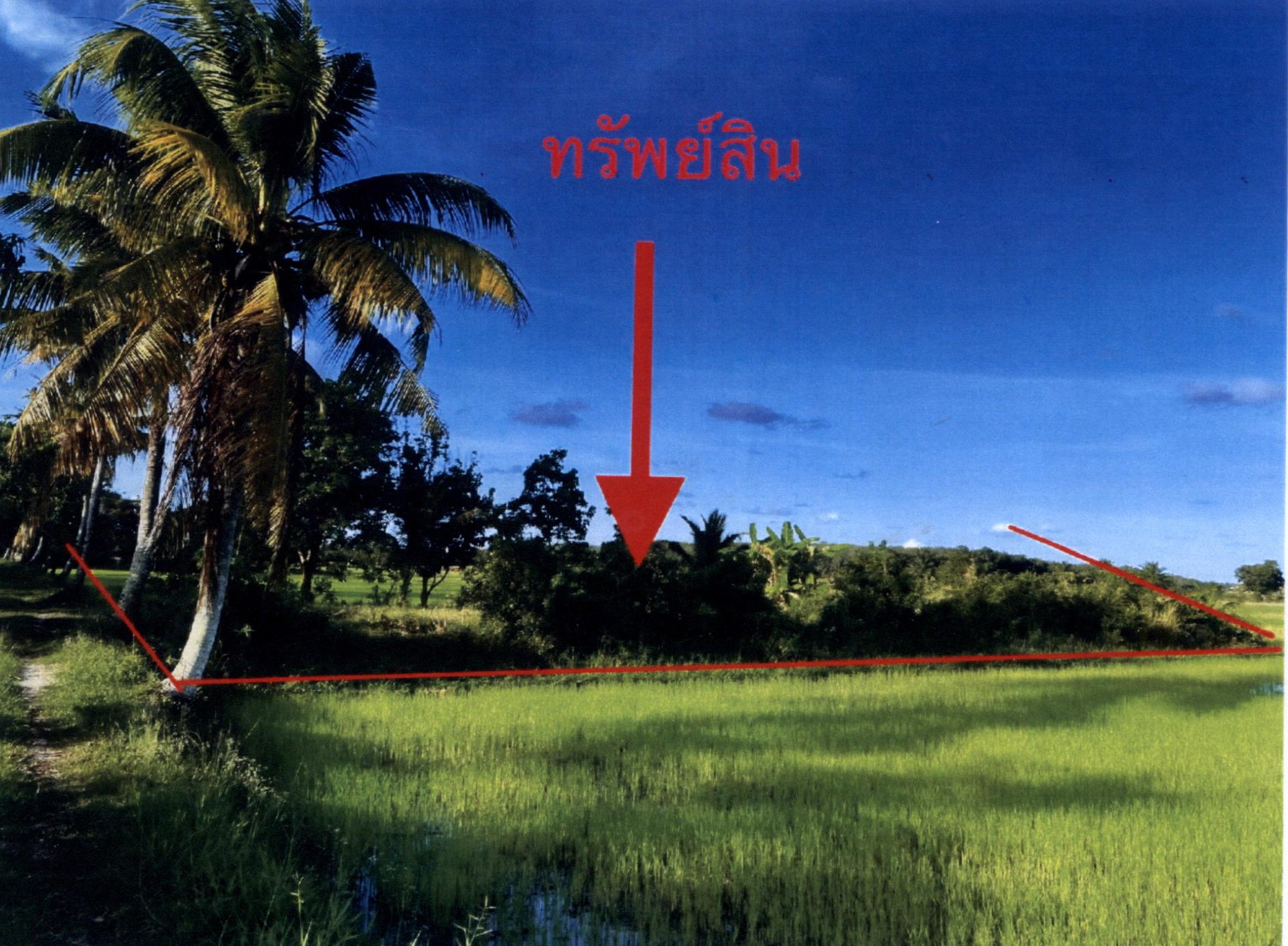 รูปที่ดินว่างเปล่า ควนมะพร้าว เมืองพัทลุง พัทลุง