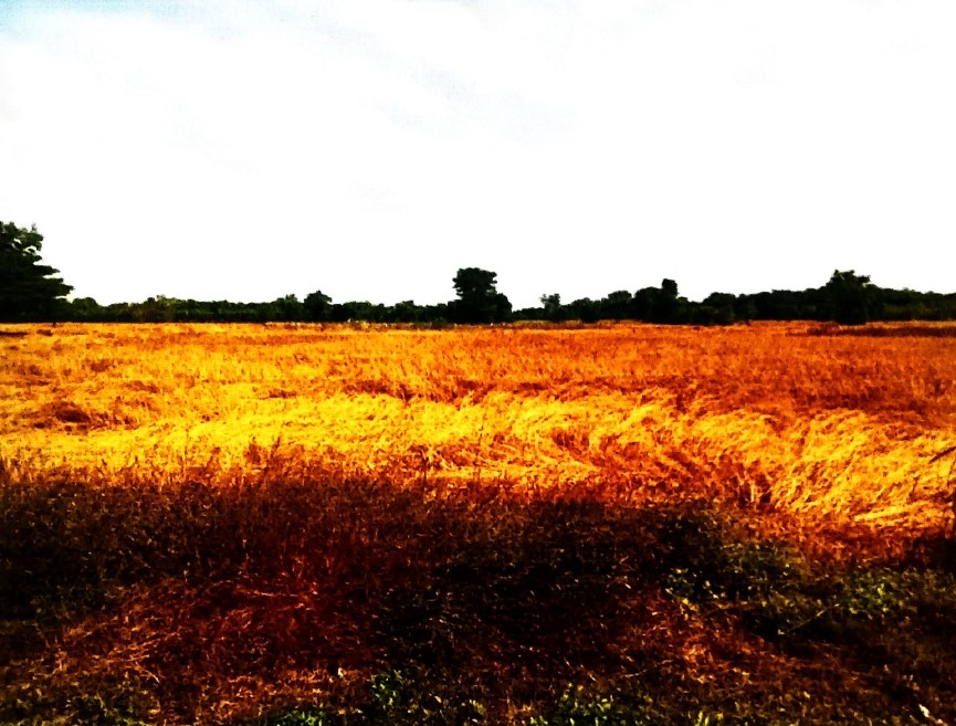 รูปที่ดินว่างเปล่า สนม สนม สุรินทร์