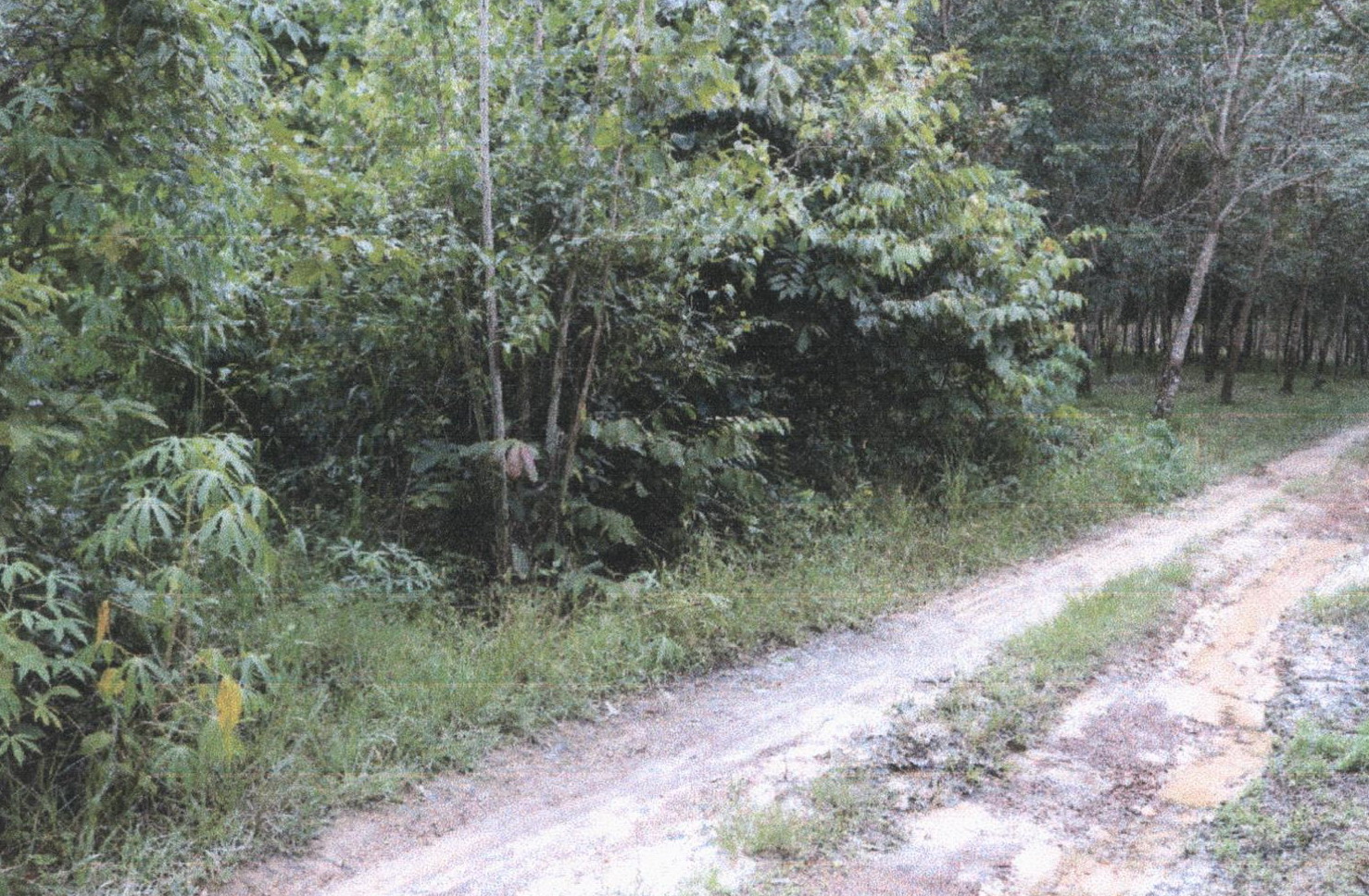 รูปที่ดินว่างเปล่า ดงเหนือ บ้านม่วง สกลนคร