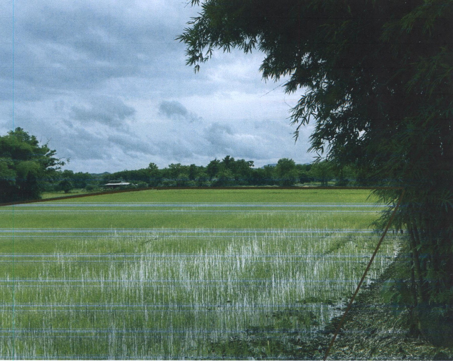 รูปที่ดินว่างเปล่า หัวทุ่ง ลอง แพร่