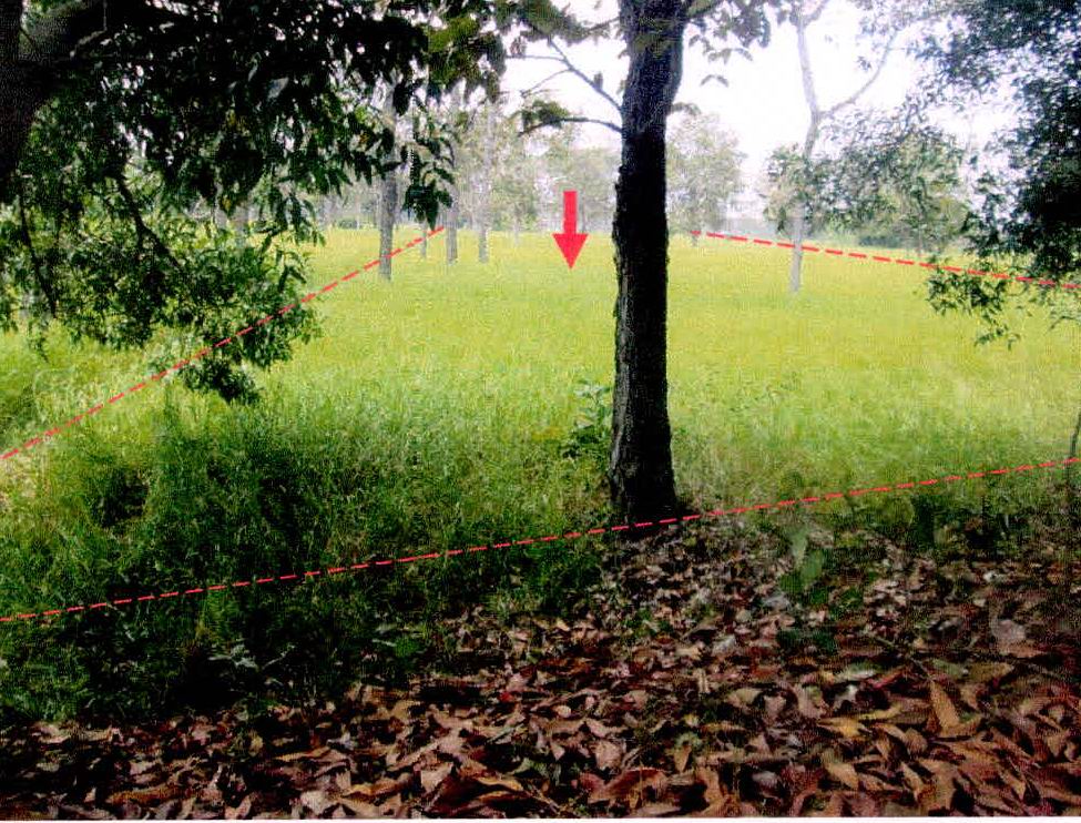 รูปที่ดินว่างเปล่า ปราสาท ห้วยทับทัน ศรีสะเกษ