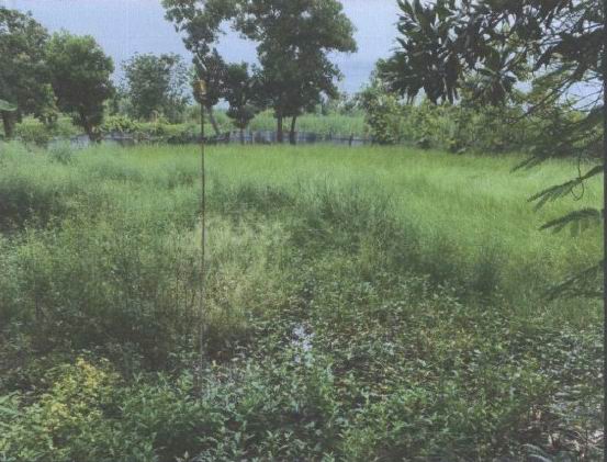 รูปที่ดินว่างเปล่า เวียงคำ กุมภวาปี อุดรธานี