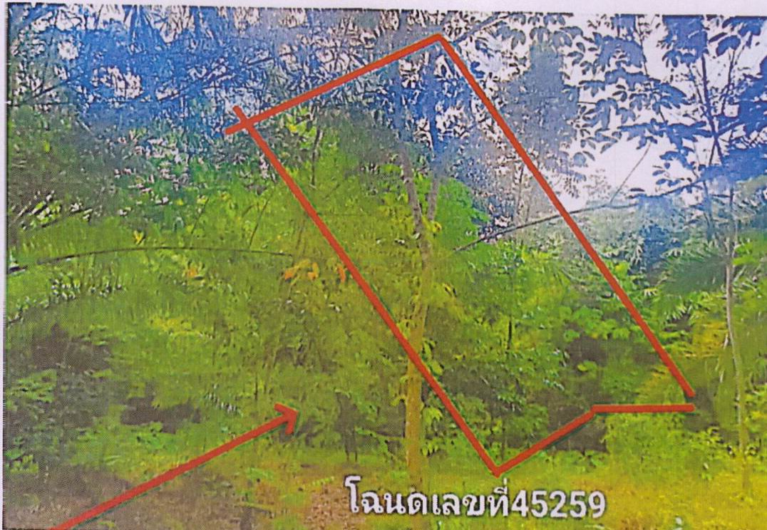 รูปที่ดินว่างเปล่า ทุ่งรัง กาญจนดิษฐ์ สุราษฎร์ธานี