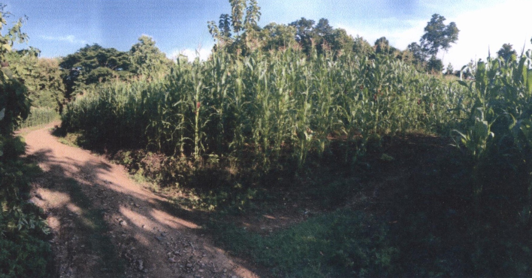 รูปที่ดินว่างเปล่า สรอย วังชิ้น แพร่