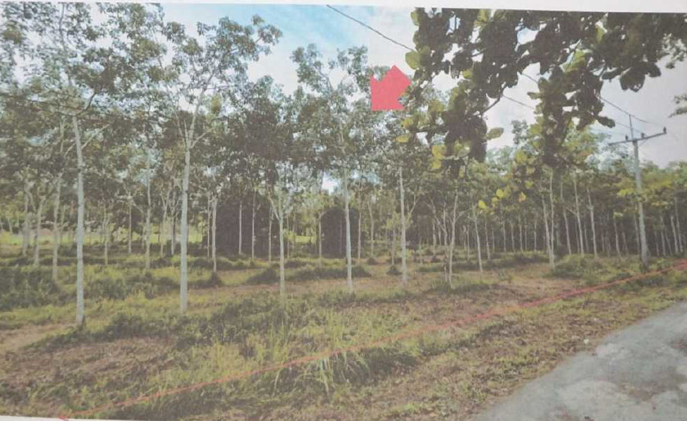รูปที่ดินว่างเปล่า เขาโร ทุ่งสง นครศรีธรรมราช