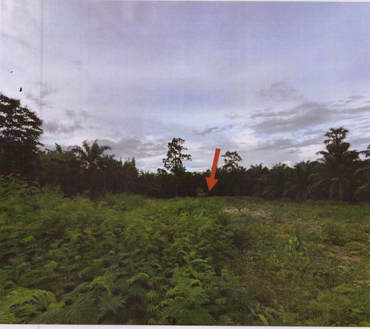รูปที่ดินว่างเปล่า บางงอน พุนพิน สุราษฎร์ธานี