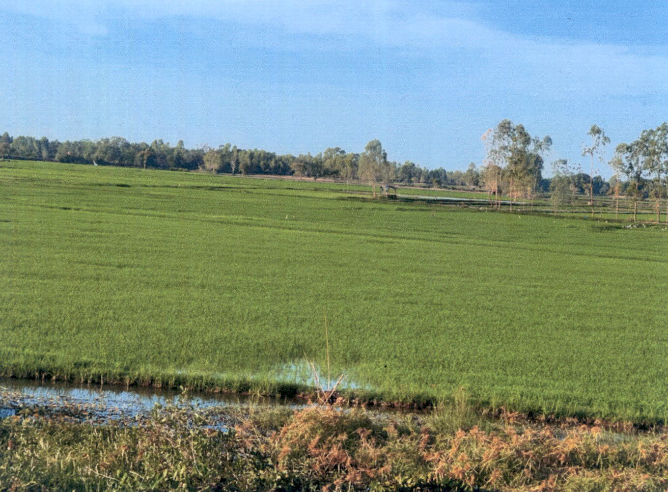 รูปที่ดินว่างเปล่า เหล่าอ้อย ร่องคำ กาฬสินธุ์