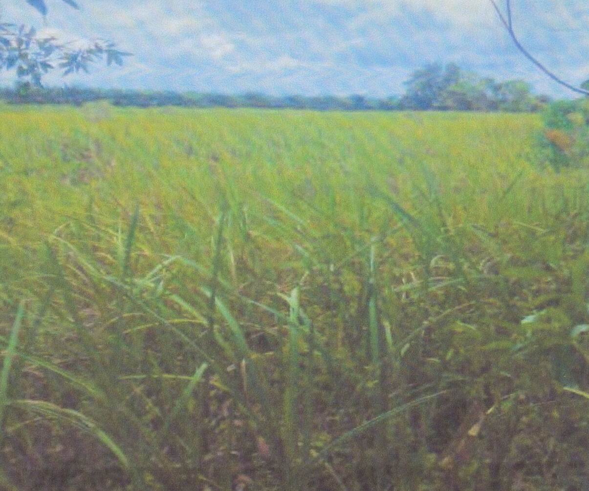 รูปที่ดินว่างเปล่า เชิงแส กระแสสินธ์ สงขลา