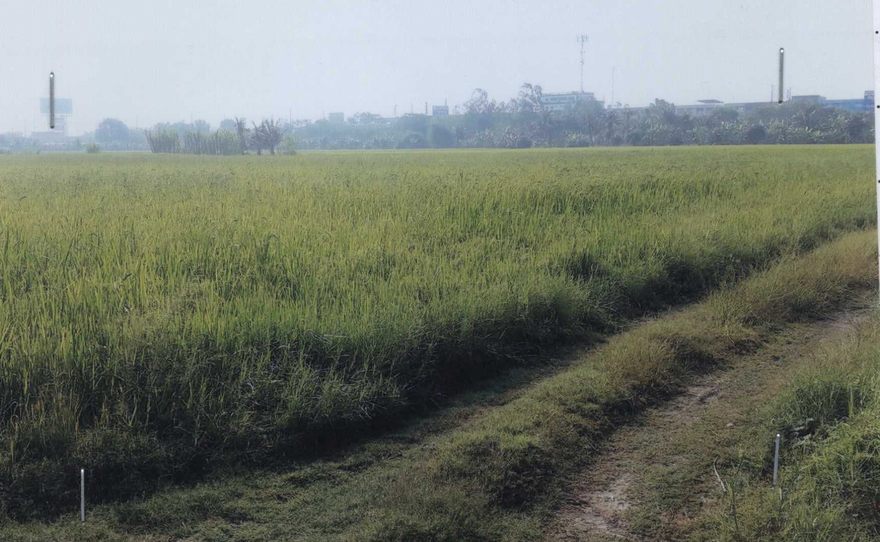 รูปที่ดินว่างเปล่า บึงทองหลาง ลำลูกกา ปทุมธานี