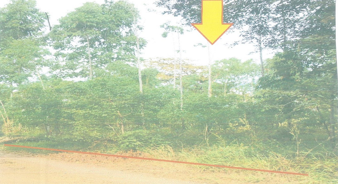 รูปที่ดินว่างเปล่า หนองบัวโคก ลำปลายมาศ บุรีรัมย์