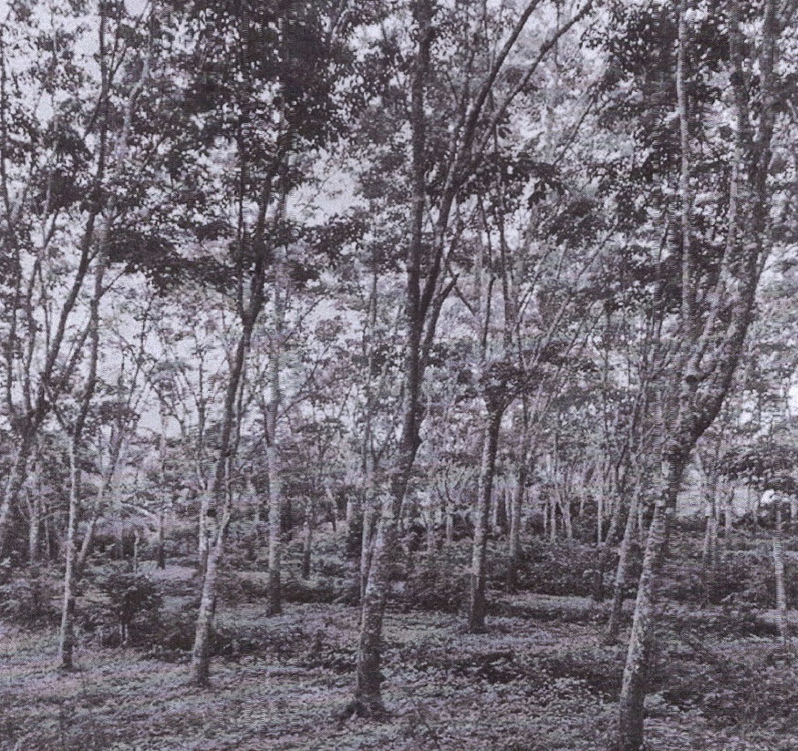 รูปที่ดินว่างเปล่า ทุ่งสัง ทุ่งใหญ่ นครศรีธรรมราช