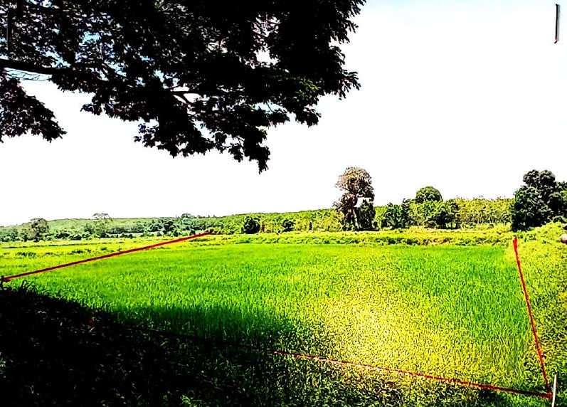 รูปที่ดินว่างเปล่า ไร่ พรรณานิคม สกลนคร
