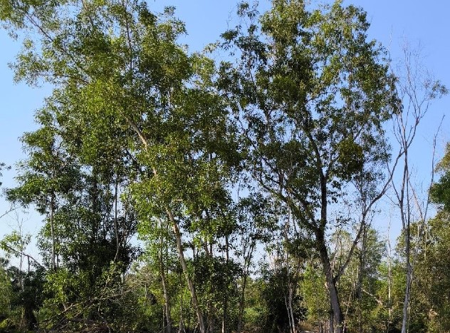 รูปที่ดินว่างเปล่า บึงกาสาม หนองเสือ ปทุมธานี