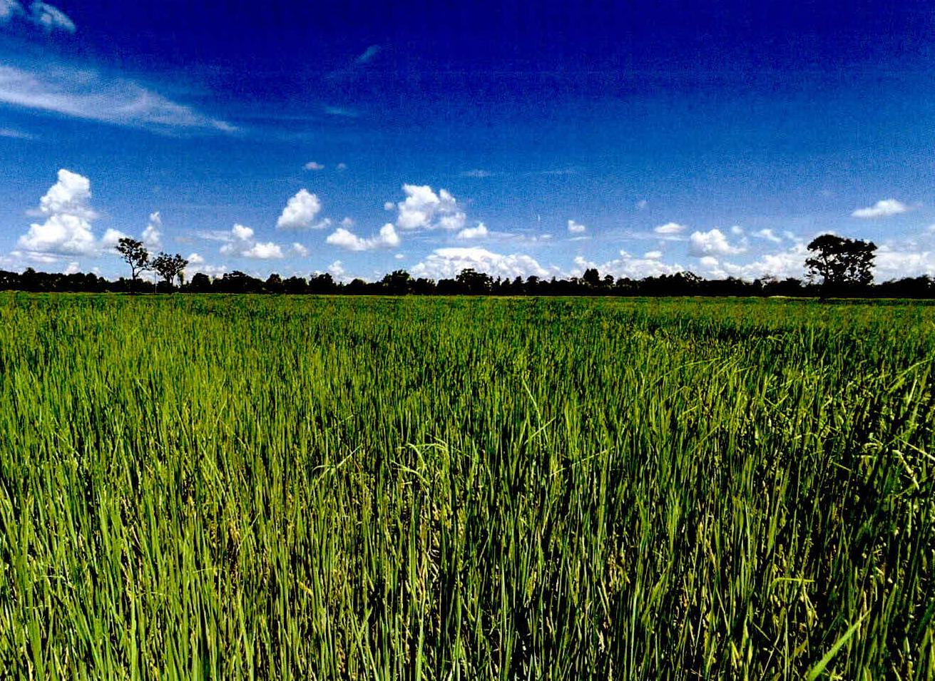 รูปที่ดินว่างเปล่า จารพัต ศีขรภูมิ สุรินทร์