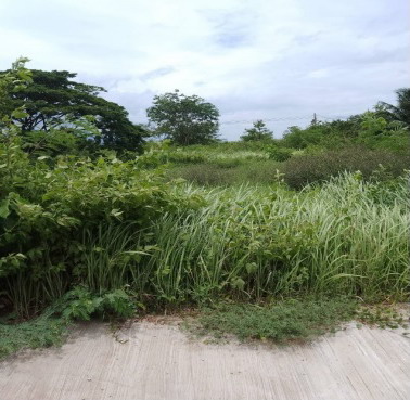 รูปที่ดินว่างเปล่า หนองบัวแดง หนองบัวแดง ชัยภูมิ