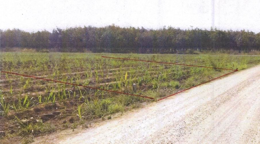 รูปที่ดินว่างเปล่า หัวนา เมืองหนองบัวลำภู หนองบัวลำภู