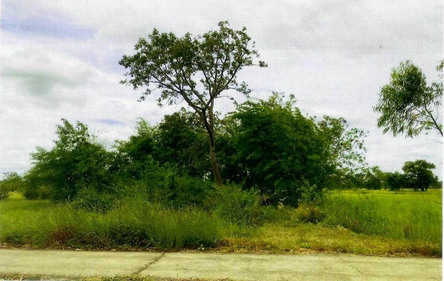 รูปที่ดินว่างเปล่า นาจิก เมืองอำนาจเจริญ อำนาจเจริญ